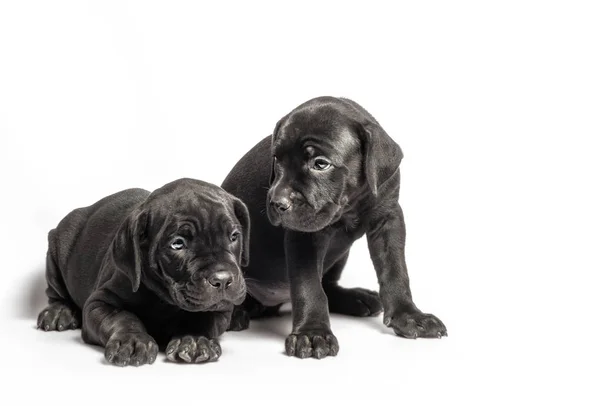 Dos cachorros gemelos idénticos de raza canecorso sobre un fondo blanco — Foto de Stock