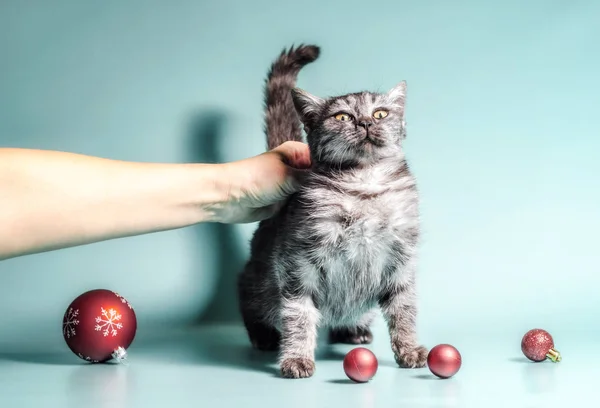 Человек гладит испуганную кошку новогодними шариками — стоковое фото