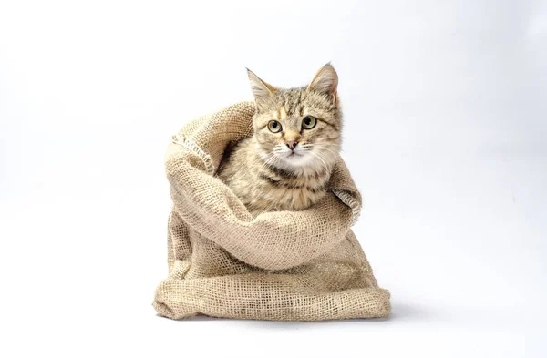 Tabby kitten with green eyes in a sack on white background look left — Stock Photo, Image