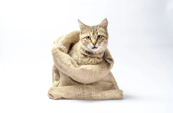 Tabby kattunge med gröna ögon i en säck på vit bakgrund — Stockfoto