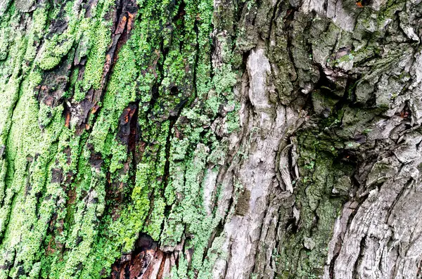 Дерев'яний фоновий кленовий стовбур дерева з зеленим мохом — стокове фото