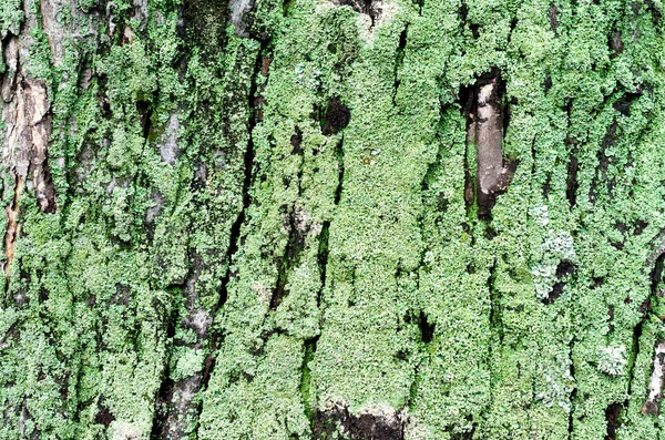 Дерев'яний фоновий кленовий стовбур дерева з зеленим мохом — стокове фото