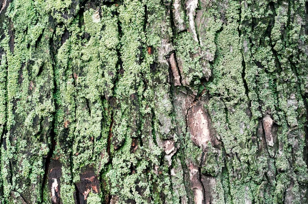 Tronco d'acero di fondo in legno con muschio verde — Foto Stock