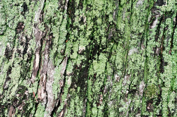 Drewniane tło klon drzewo bagażnik z zielonym mchem — Zdjęcie stockowe