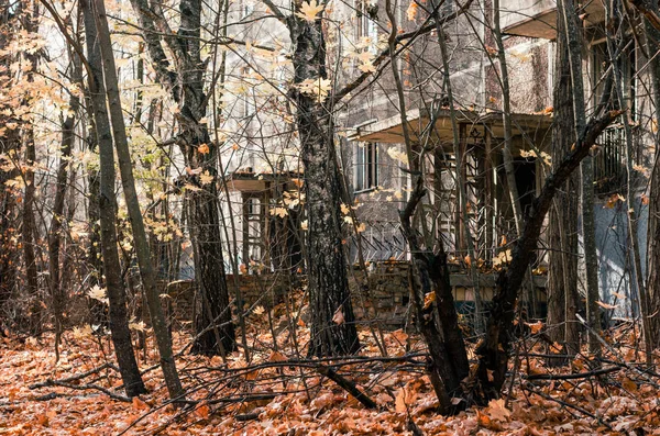 Casa abandonada entre los árboles en la ciudad de Chernobyl —  Fotos de Stock