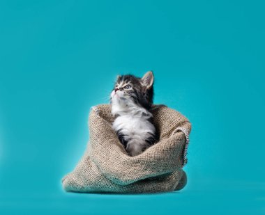 Tekir kedi yavrusu turkuaz arka planda yataktan çıkıyor.