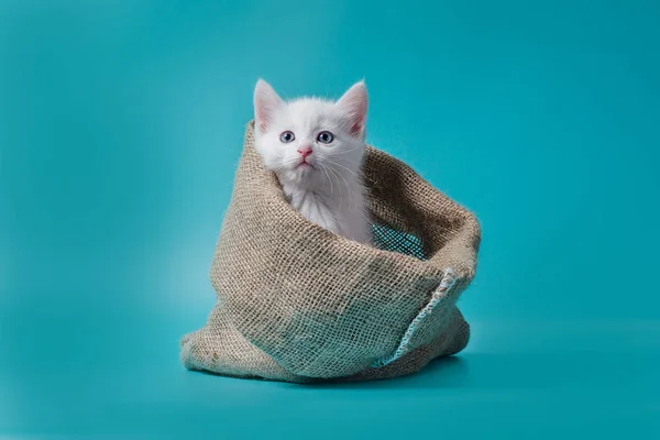 Petit chaton blanc dans un sac fond turquoise — Photo