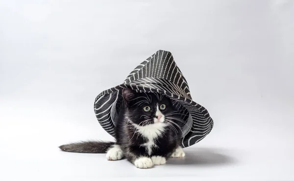 Lilla katt Kattunge med vita och svarta päls sitter kikar ut från under hatten — Stockfoto