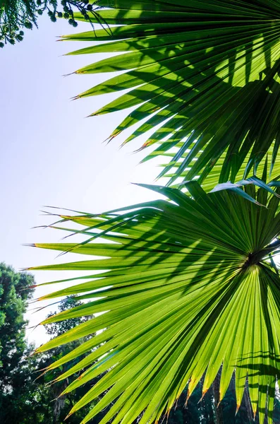 Hojas de palma verde contra el cielo azul de cerca —  Fotos de Stock