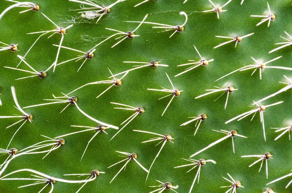 Textura de casca de cacto verde com agulhas de perto — Fotografia de Stock