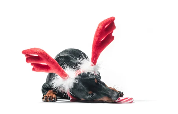 Miniaturowy szczeniak pinscher z dekoracyjnymi czerwonymi rogami jelenia i cukierkami — Zdjęcie stockowe