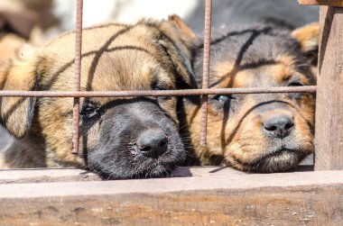 Barınağın arkasında iki safkan köpek yavrusu.