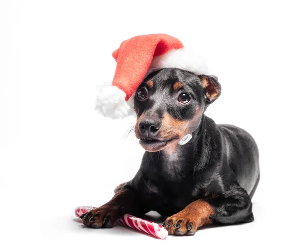 Молодой миниатюрный щенок-пинчер в красной рождественской шляпе с конфетами — стоковое фото