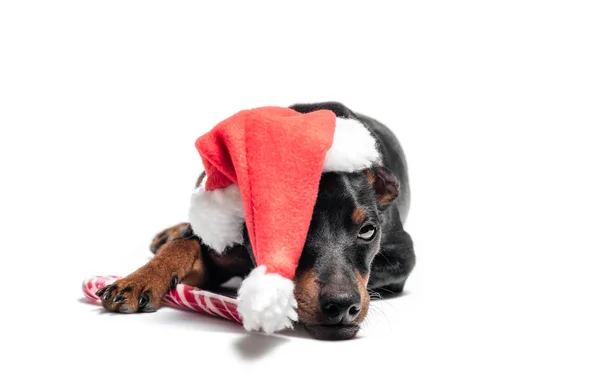 若いですミニチュアピンチャー子犬で赤いクリスマスの帽子とキャンディ — ストック写真