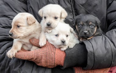 bunch of little puppies in human hands