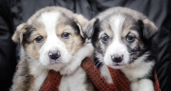 Dois cachorrinhos em mãos humanas — Fotografia de Stock