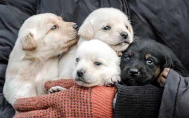 bunch of little puppies in human hands