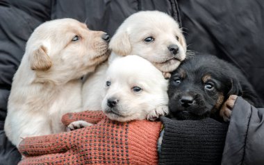 bunch of little puppies in human hands clipart