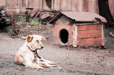mongrel dog on a chain in a farm old style photo