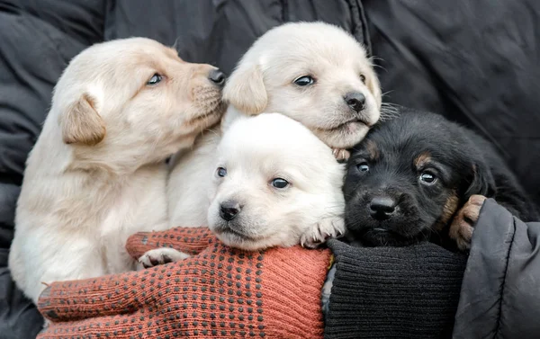 Bunch of little puppies in human hands — Stock Photo, Image