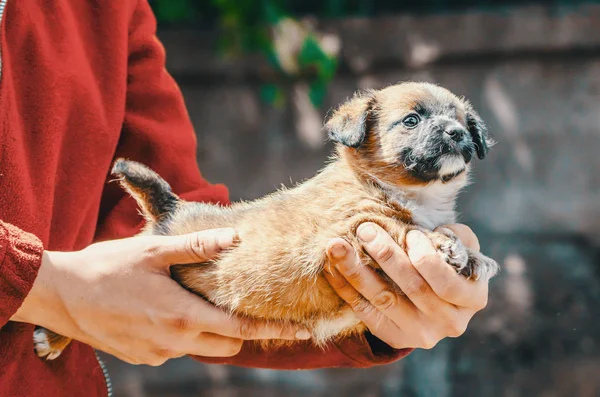 No abrigo um cachorro puro de um olho nos braços de uma mulher em uma jaqueta vermelha — Fotografia de Stock