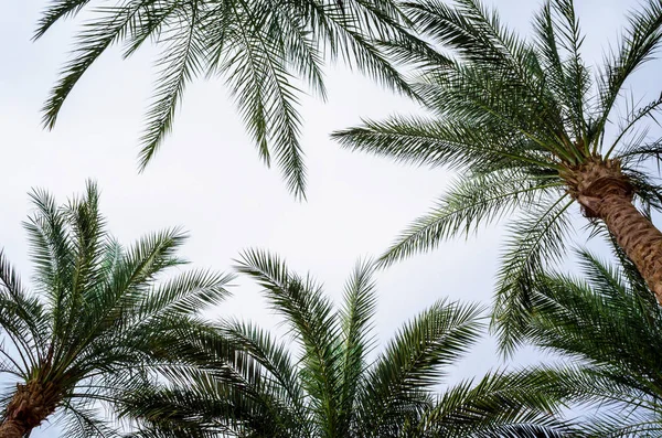 Vue du bas des branches de palmier et ciel bleu — Photo