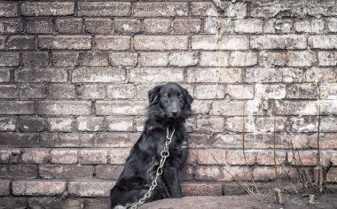 Eski tuğla duvarın yanında bir köpek zinciri