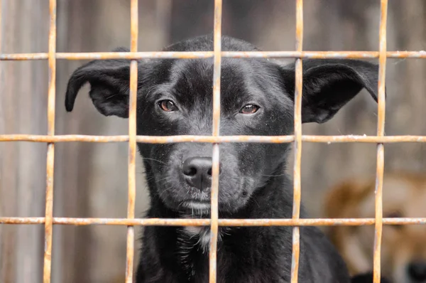 Bastaard hond met droevige ogen in een ijzeren kooi — Stockfoto