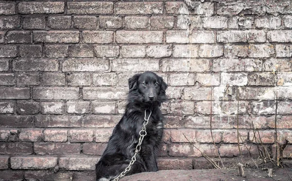 Ketting hond in de buurt van een oude baksteen muur — Stockfoto