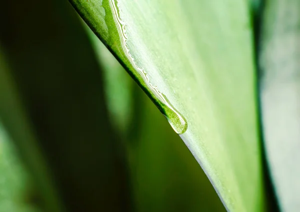 Gota de orvalho em uma folha verde de uma fábrica fecham — Fotografia de Stock