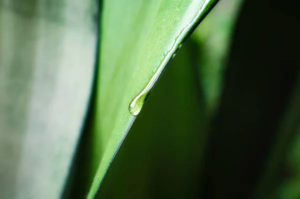 Капля росы на зеленый лист растительного макроса — стоковое фото