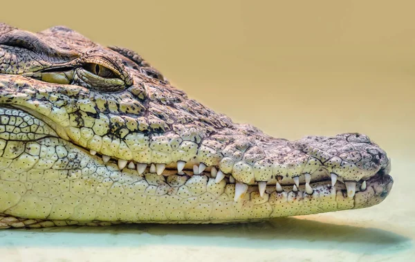Krokodilkopf isoliert in Großaufnahme auf gelbem Hintergrund — Stockfoto