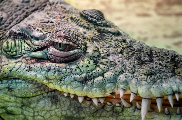 Krokodilkopf aus nächster Nähe auf gelbem Hintergrund — Stockfoto