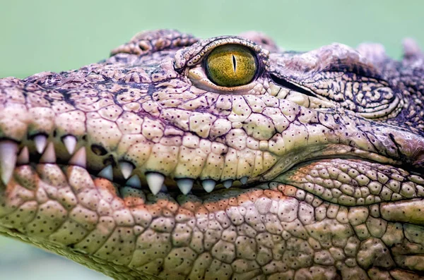 Krokodilkopf isoliert in Großaufnahme auf grünem Hintergrund — Stockfoto