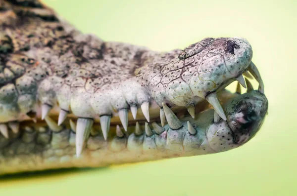 Offenes Maul eines Krokodils mit scharfen Reißzähnen in Nahaufnahme — Stockfoto