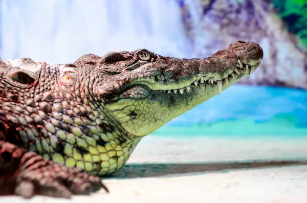 Krokodilkopf mit zahmem Mund und grünen Augen in Großaufnahme — Stockfoto