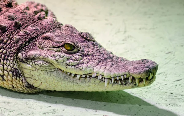 Krokodilkopf isoliert in Großaufnahme auf grünem Hintergrund — Stockfoto