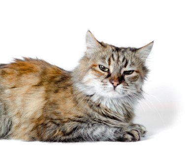 angry red cat on white background