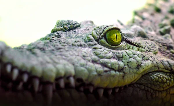 Cabeça de crocodilo isolado perto de um fundo verde — Fotografia de Stock