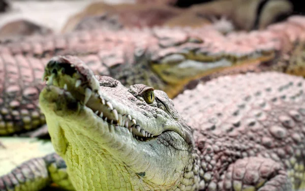 Mehrere Krokodile aus nächster Nähe — Stockfoto