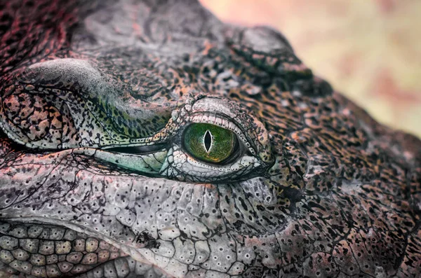 Tête de crocodile isolée de près sur un fond jaune — Photo