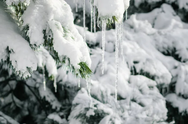 Gelo icicles em ramos nevados de abeto perto — Fotografia de Stock