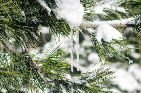 Gelo icicles em ramos nevados de abeto perto — Fotografia de Stock