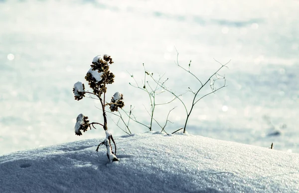 Flor seca em um passeio de neve perto — Fotografia de Stock