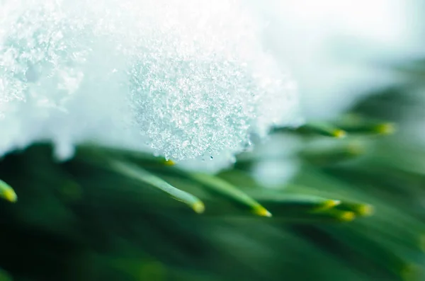 Śnieg na zielonych gałęziach świerk makro zbliżenie — Zdjęcie stockowe
