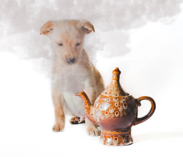 Cachorro dorado mira el humo de la tetera de cerámica — Foto de Stock