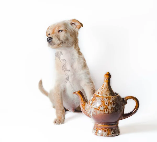 Cachorro de oro cerca de tetera de cerámica con humo — Foto de Stock