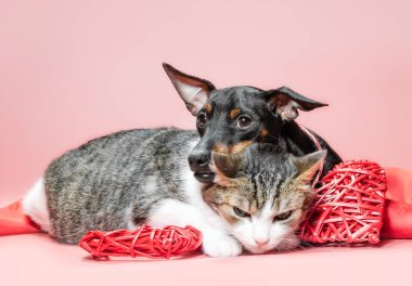 miniature pinscher puppy and cat with valentines day decor close up