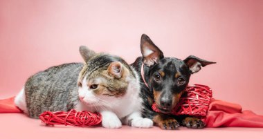 miniature pinscher puppy and cat with valentines day decor 