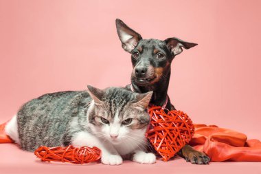 miniature pinscher puppy and cat with valentines day decor 